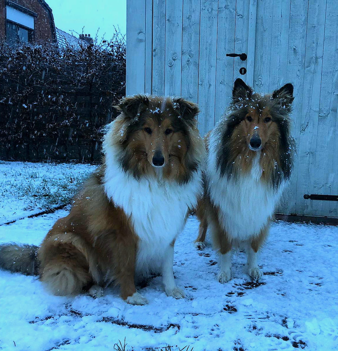 honden